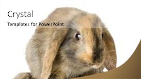 Presentation with white cctv camera on modern - Slides featuring close-up on a lop rabbit in front of a white background and looking at the camera background and a white colored foreground