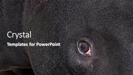  Presentation with eye - Slide set enhanced with close-up-on-a-malayan background and a dark gray colored foreground