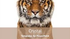  Presentation with tiger - Audience pleasing slide deck consisting of close-up-on-a-male backdrop and a coral colored foreground