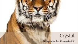  Presentation with tiger orchid close up petal - Colorful presentation theme enhanced with close-up-on-a-male backdrop and a coral colored foreground