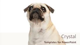  Presentation with eyes - Presentation theme with close-up-on-a-mops background and a lemonade colored foreground