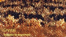  Presentation with new caledonia - PPT theme having close-up-on-a-new background and a tawny brown colored foreground