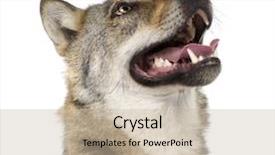  Presentation with wolf - PPT theme with close-up on a old european wolf - canis lupus lupus in front of a white background background and a mint green colored foreground