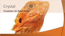  Presentation with head - Slide set with close-up-on-a-pogona background and a yellow colored foreground