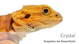  Presentation with head - Theme enhanced with close-up-on-a-pogona background and a white colored foreground
