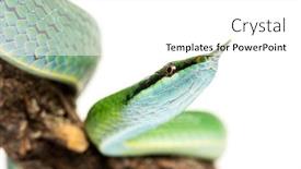  Presentation with rat - Slide set enhanced with close-up-on-a-rhino background and a white colored foreground