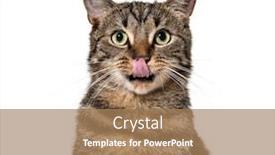  Presentation with cat - Presentation having close-up-on-a-striped background and a coral colored foreground