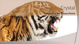  Presentation with tiger orchid close up petal - Presentation theme consisting of close-up-on-a-tiger background and a gold colored foreground