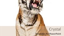  Presentation with tiger - PPT theme having close-up-on-a-tiger background and a coral colored foreground