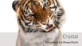  Presentation with tiger - Cool new presentation theme with close-up-on-a-tiger backdrop and a light gray colored foreground
