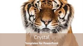  Presentation with tiger - Cool new slide deck with close-up-on-a-tiger backdrop and a coral colored foreground