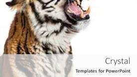  Presentation with tiger - Slide set having close-up-on-a-tiger background and a white colored foreground