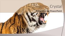 Presentation with tiger - Presentation consisting of close-up-on-a-tiger background and a coral colored foreground