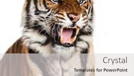  Presentation with tiger - Presentation consisting of close-up-on-a-tiger background and a light gray colored foreground