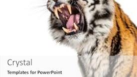  Presentation with tiger - Beautiful presentation design featuring close-up-on-a-tiger backdrop and a white colored foreground