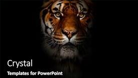  Presentation with tiger - Beautiful theme featuring close-up-on-a-tiger backdrop and a black colored foreground