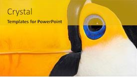  Presentation with end - Slide deck featuring close-up-on-a-toucan background and a gold colored foreground