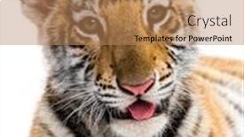  Presentation with tiger - Beautiful slide set featuring close-up on a two months old tiger cub against white background backdrop and a coral colored foreground