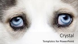  Presentation with blue eyes technology close up - PPT layouts consisting of close up on blue eyes background and a white colored foreground