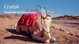  Presentation with oasis - Theme with close-up-on-camel background and a teal colored foreground