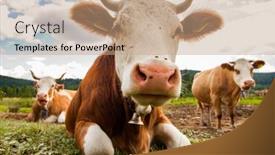  Presentation with pasture - Colorful slide set enhanced with close-up-on-cow backdrop and a coral colored foreground