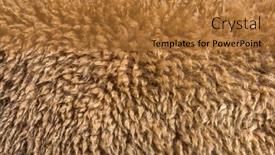  Presentation with lama - PPT theme having close-up-on-dark-fawn background and a gold colored foreground