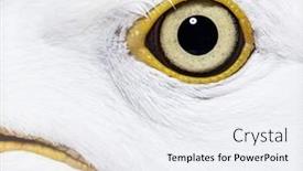  Presentation with eye - Presentation featuring close-up-on-european-herring background and a sky blue colored foreground