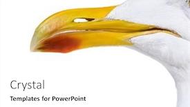  Presentation with european union and turkey - Slide set consisting of close-up-on-european-herring background and a white colored foreground