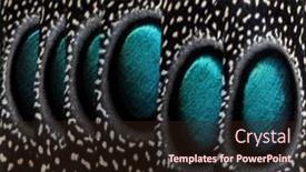  Presentation with peacock - Presentation theme having close-up-on-eyespots background and a  colored foreground