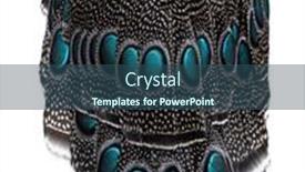  Presentation with peacock - Presentation design enhanced with close-up-on-eyespots background and a ocean colored foreground