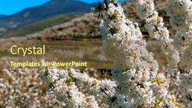  Presentation with cherry blossom - Presentation design with close-up-on-flower-head background and a  colored foreground