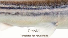  Presentation with fish scales - Beautiful presentation theme featuring close-up-on-four-eyed backdrop and a sky blue colored foreground