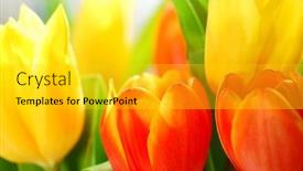  Presentation with tulips butterflies - Slide deck enhanced with close-up-on-fresh-tulips background and a yellow colored foreground