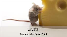  Presentation with cartoon mickey mouse - Cool new PPT theme with close up on little mouse backdrop and a soft green colored foreground