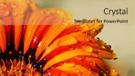  Presentation with water drops - Audience pleasing theme consisting of close up on orange flower backdrop and a yellow colored foreground