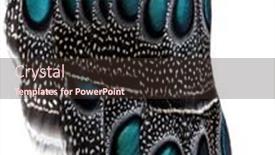  Presentation with peacock - Theme having close-up-on-palawan-peacock background and a  colored foreground