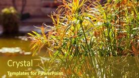  Presentation with papyrus - Presentation theme having close-up-on-papyrus background and a tawny brown colored foreground