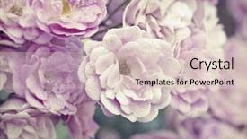  Presentation with pink roses - Theme consisting of close up on pink roses background and a lemonade colored foreground