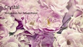  Presentation with pink roses - Beautiful PPT theme featuring close up on pink roses backdrop and a lemonade colored foreground