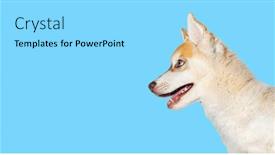  Presentation with old dog - PPT theme having close-up-on-profile-red background and a arctic colored foreground