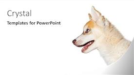  Presentation with husky - PPT theme having close-up-on-profile-red background and a  colored foreground