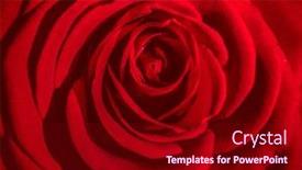 Presentation with symbol - Presentation featuring close-up-on-red-rose background and a crimson colored foreground