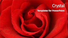  Presentation with red - Slide set consisting of close-up on red rose background and a crimson colored foreground