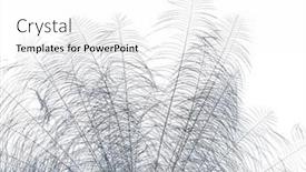  Presentation with pigeon pea - Slides consisting of close-up-on-sclater-s background and a  colored foreground