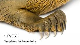  Presentation with paw - Colorful PPT layouts enhanced with close-up on the paw of a common seal pup isolated on white backdrop and a white colored foreground