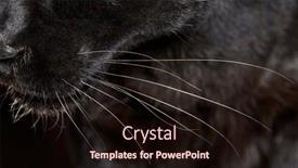  Presentation with leopard cat - Presentation consisting of close-up-on-the-whiskers background and a wine colored foreground