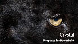  Presentation with leopard cat - Slide set having close-up-on-the-yellow background and a black colored foreground