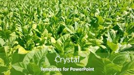  Presentation with tobacco - Presentation design consisting of close-up-on-tobacco-plants background and a tawny brown colored foreground