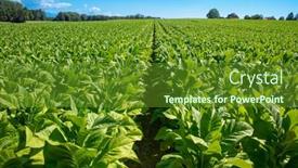  Presentation with tobacco - Presentation having close-up-on-tobacco-plants background and a tawny brown colored foreground