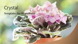  Presentation with flower - Colorful presentation enhanced with close-up-on-violet-flower backdrop and a soft green colored foreground